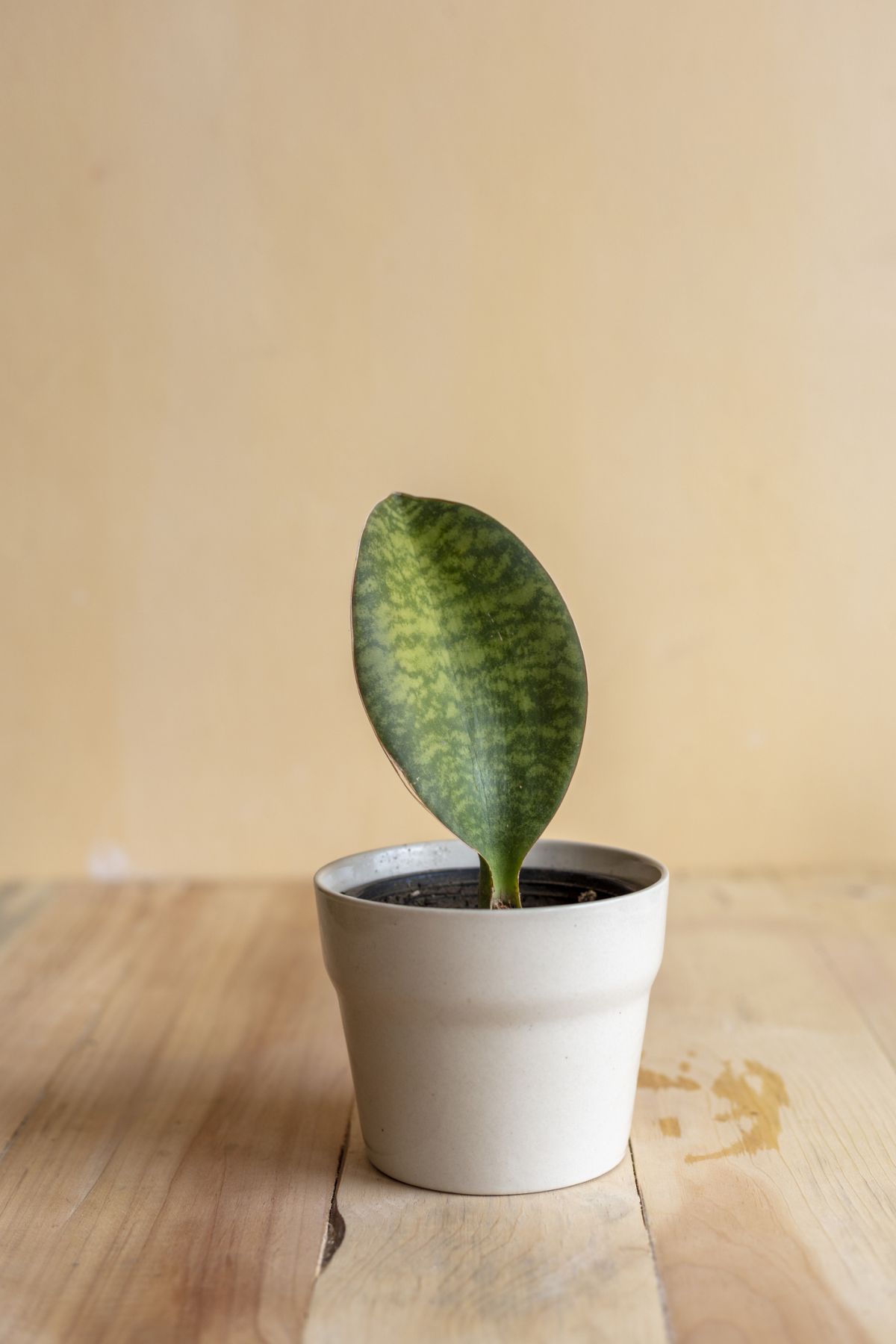 Sansevieria masoniana