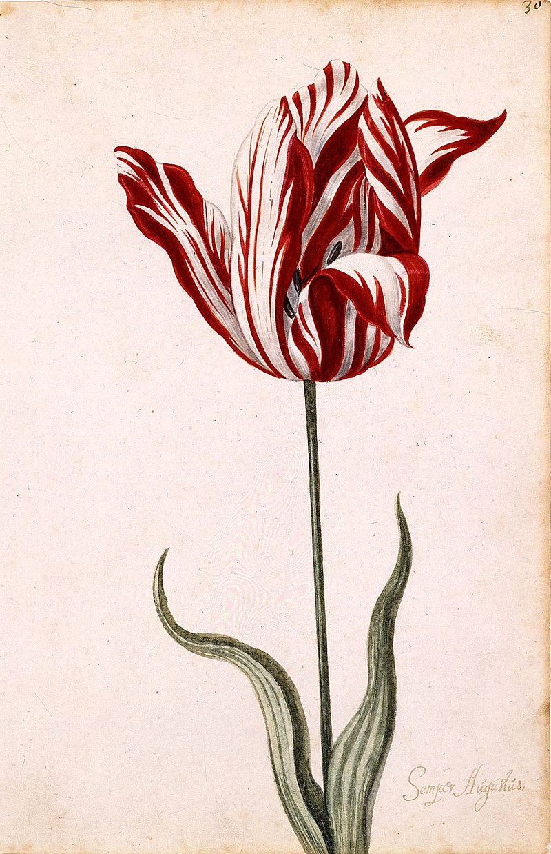 Semper Augustus Tulip