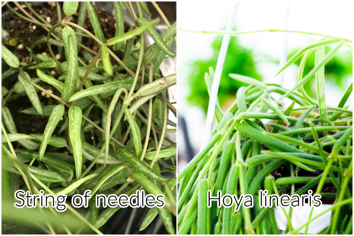 String of Needles vs. Hoya linearis 