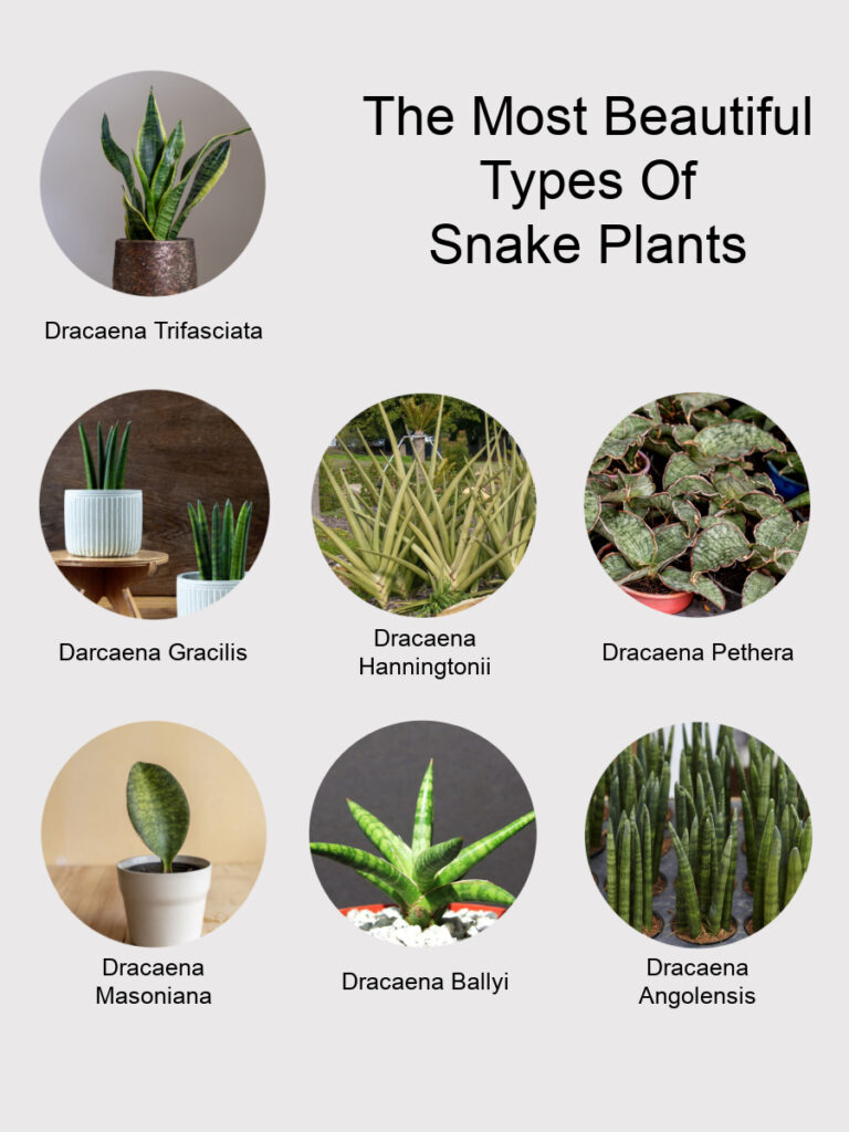 The Most Beautiful Types Of Snake Plants