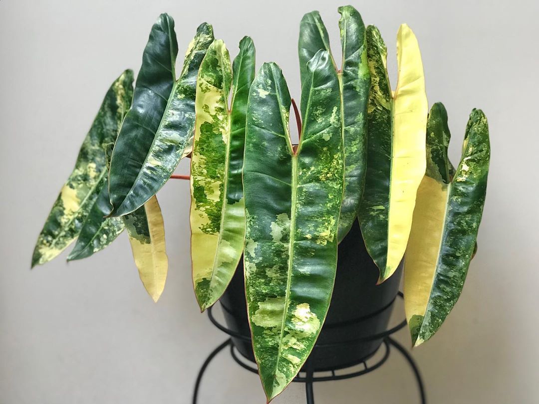 Variegated Philodendron Billietiae