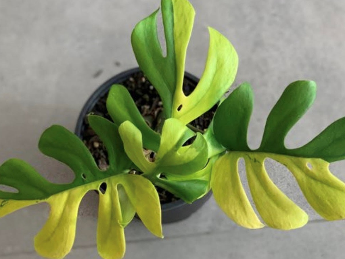 Variegated Philodendron Minima