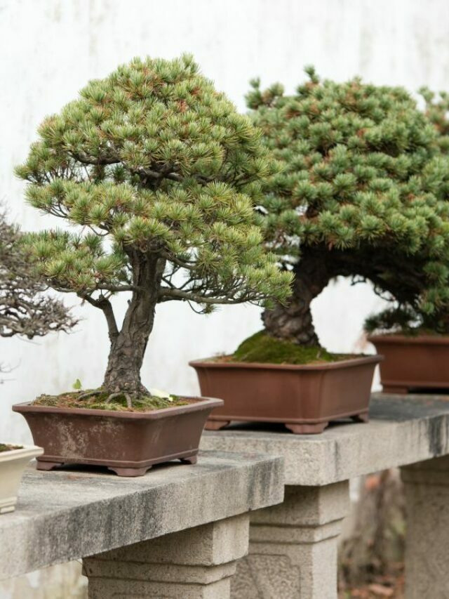 cropped-Bonsai-Trees.jpg