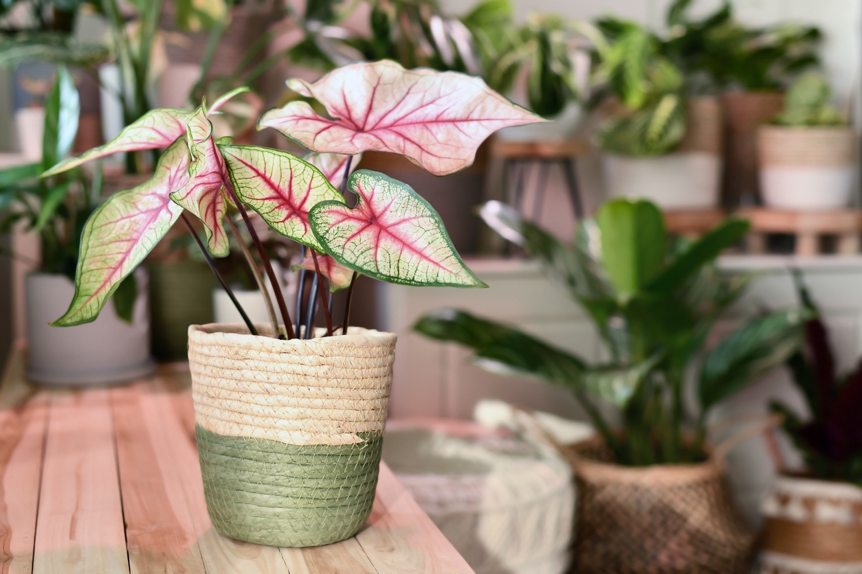 Pink houseplants