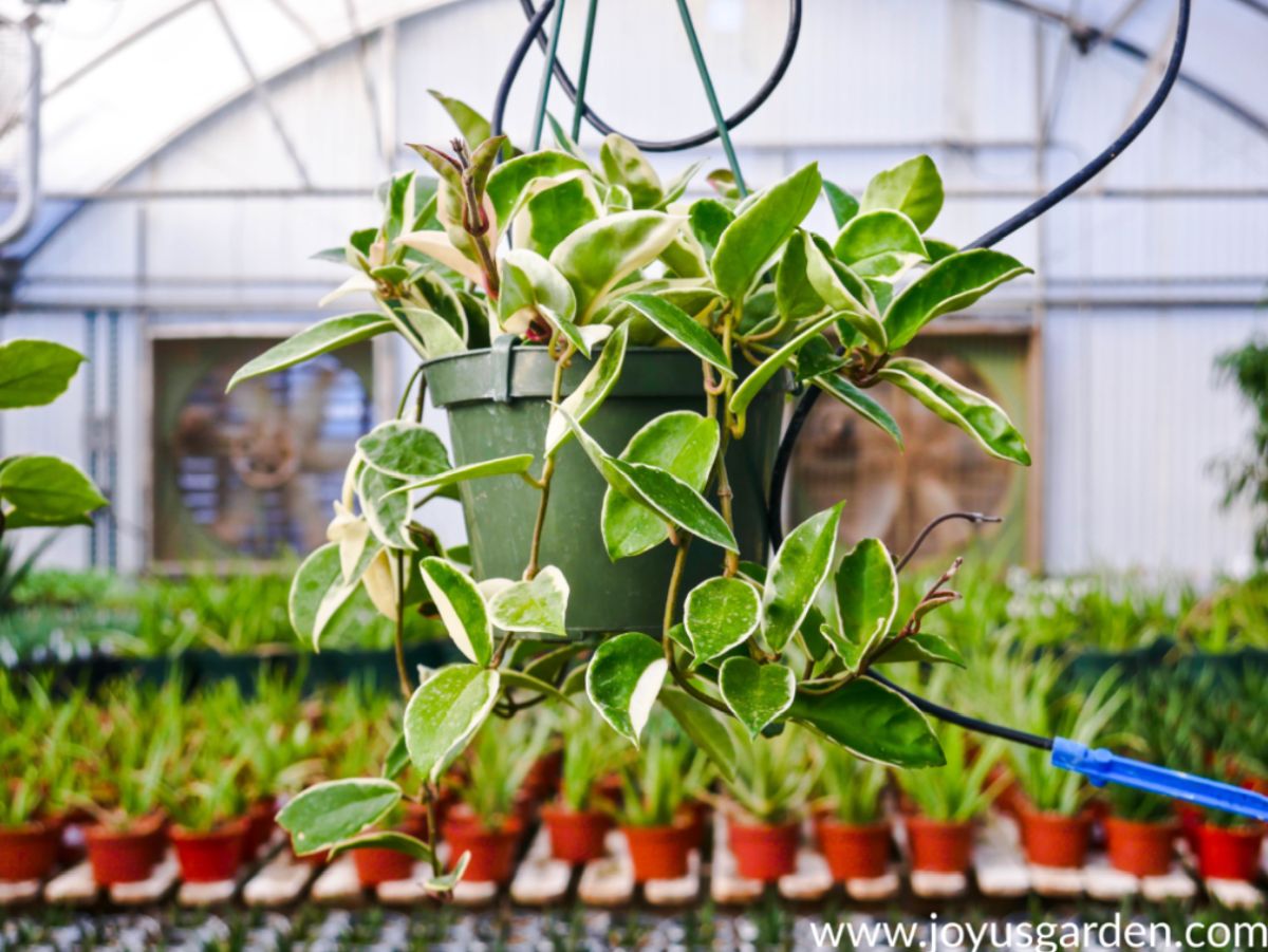 10 Stunning Hoya Varieties to Add to Your Home