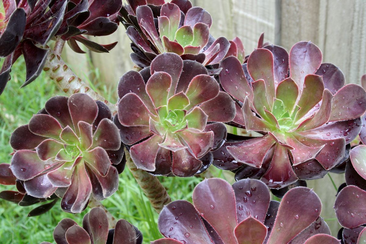 Aeonium aureum