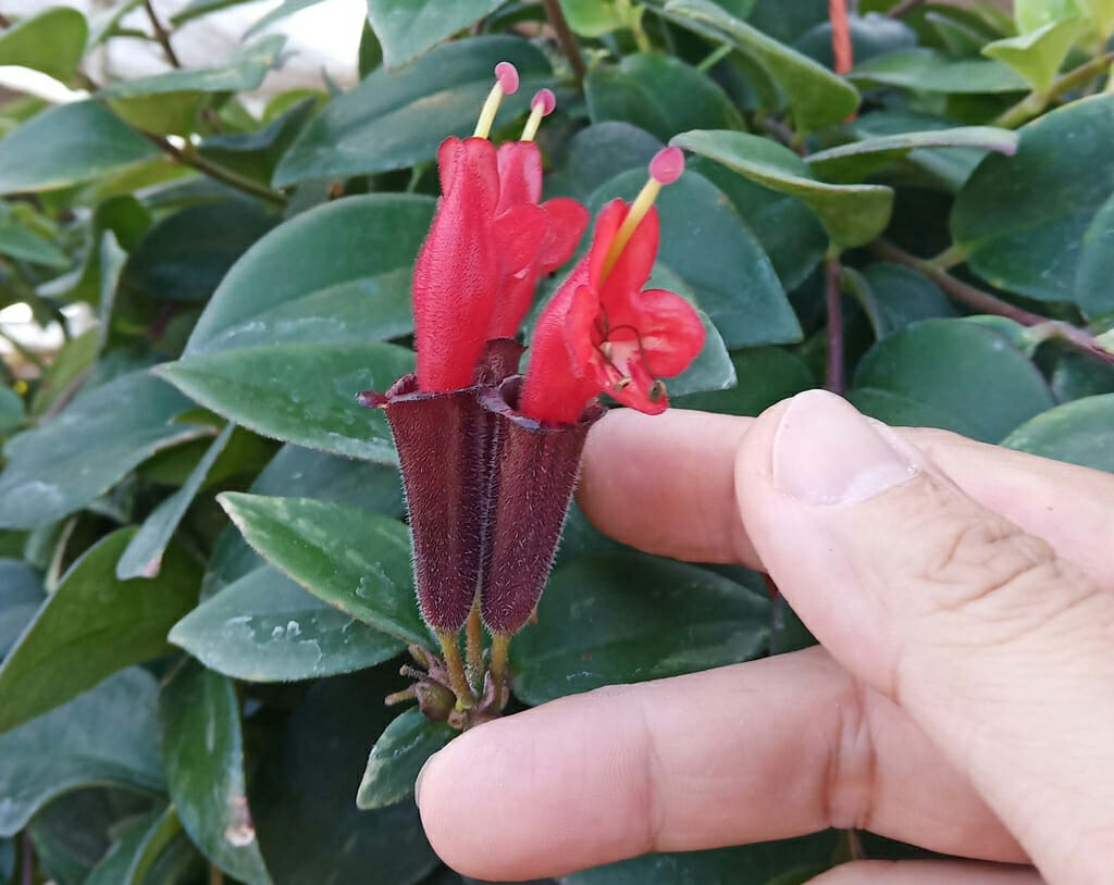 Aeschynanthus Overview