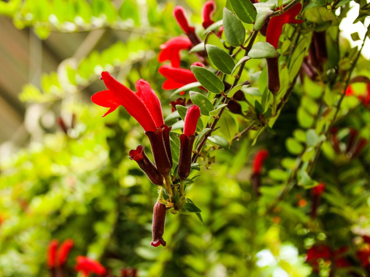 Aeschynanthus Radicans Krakau