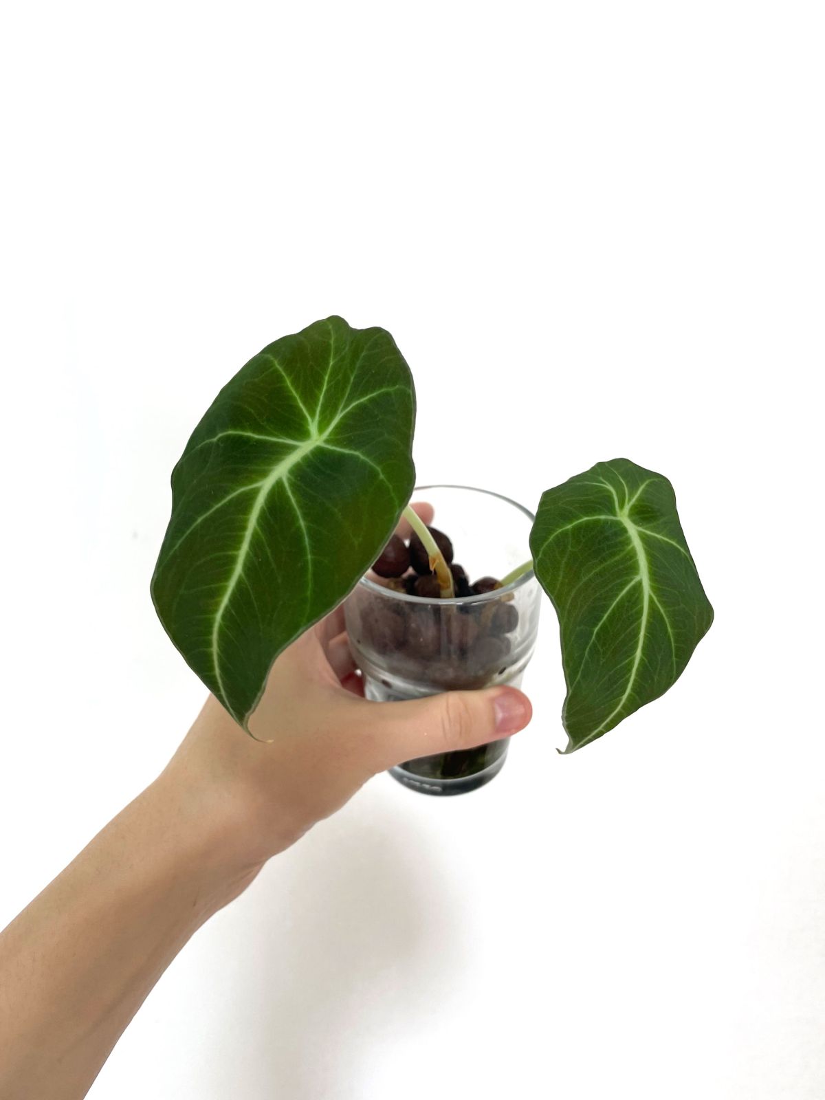 Alocasia Black Velvet Propagation