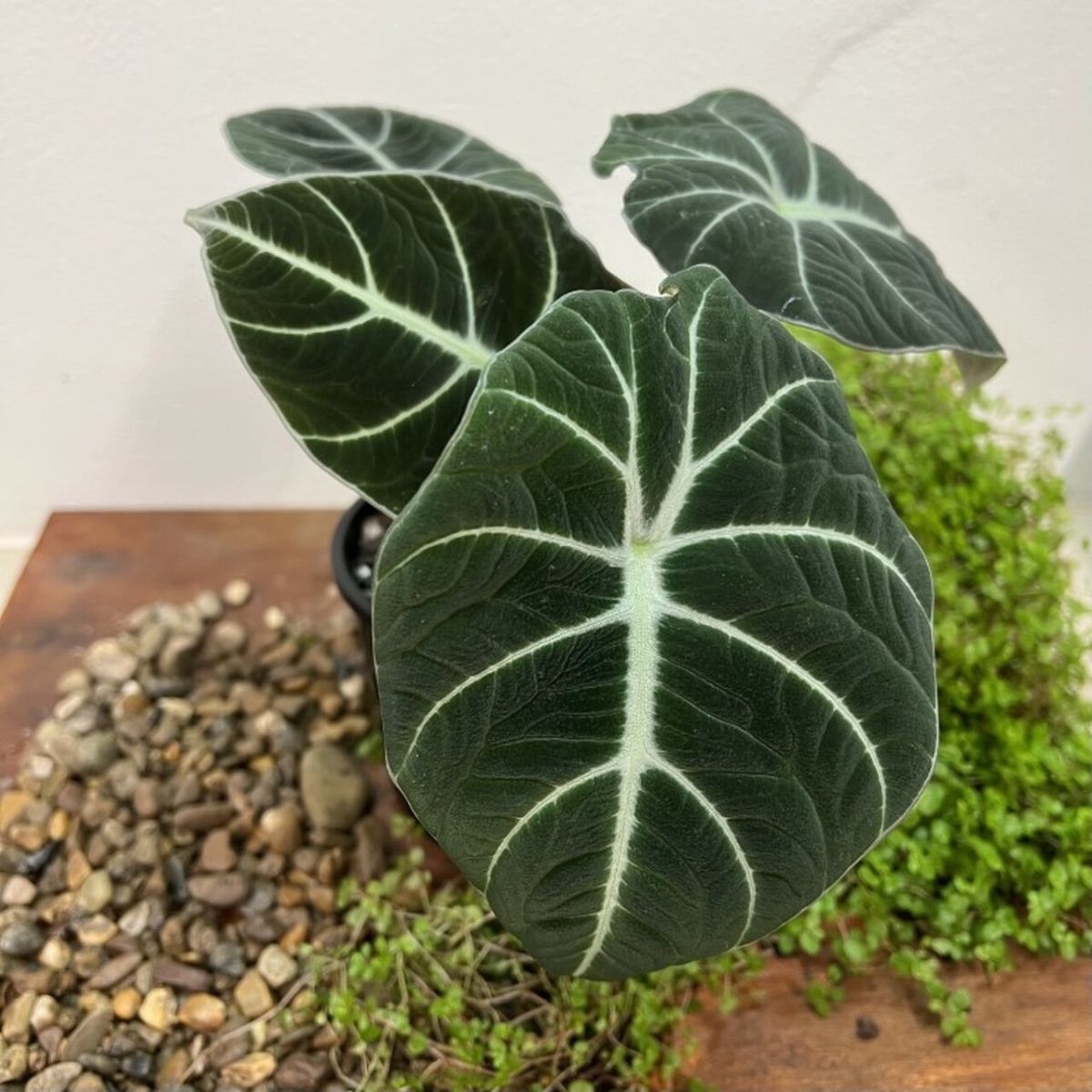 Alocasia Black Velvet soil