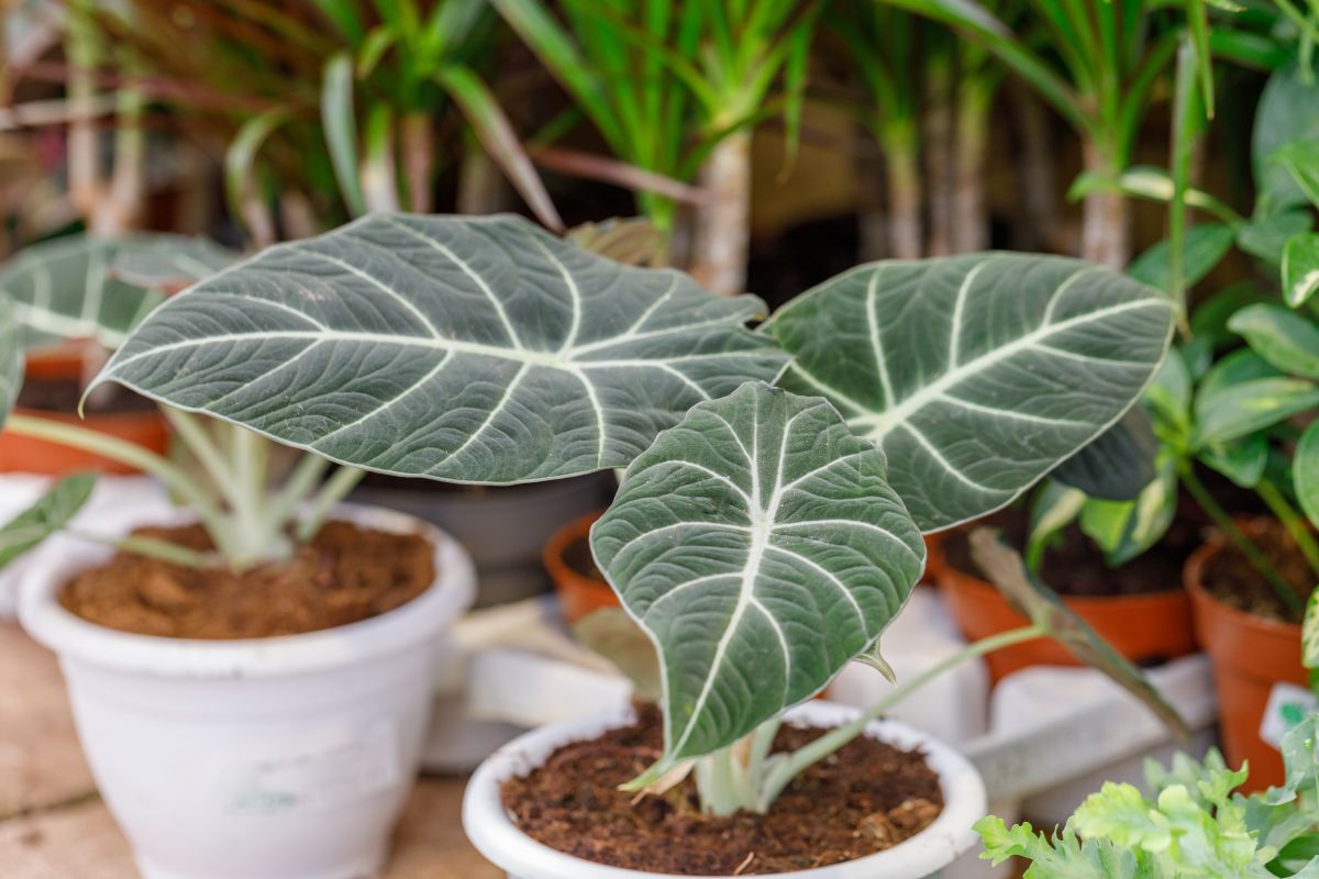 Alocasia Black Velvet