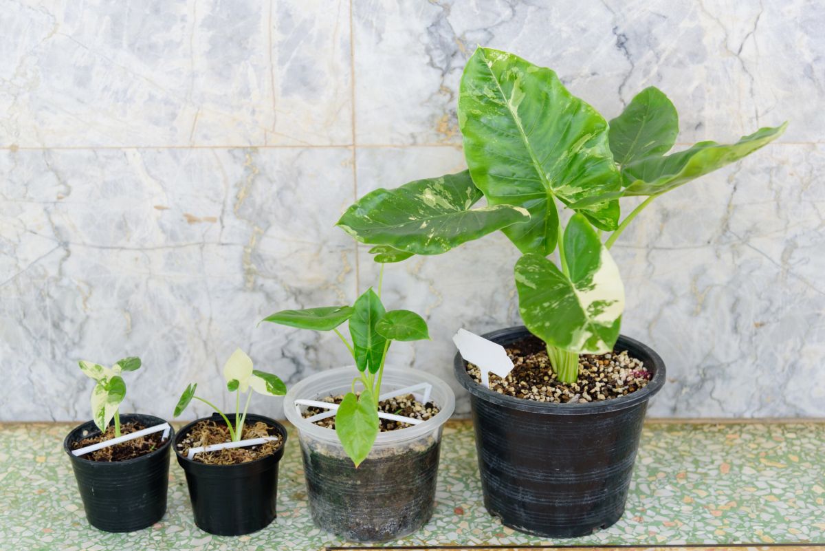 Alocasia Macrorrhizos