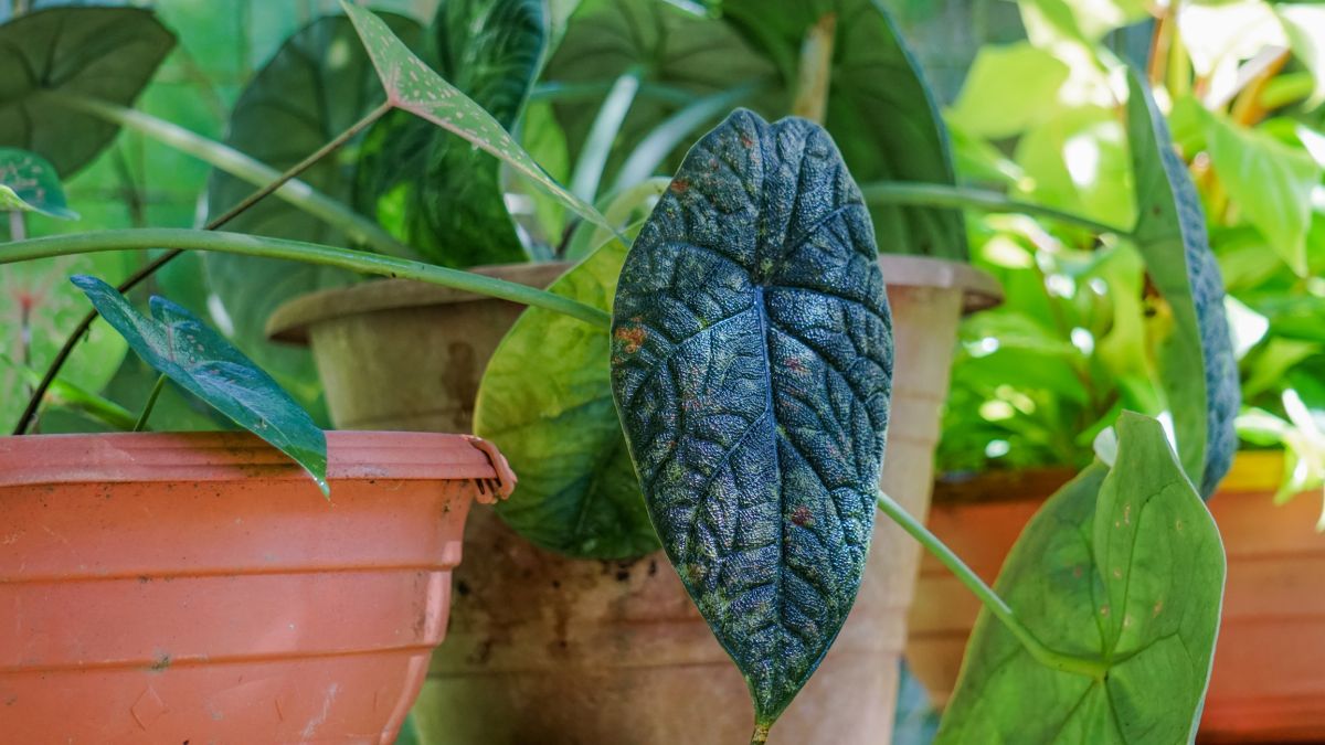 Alocasia Melo