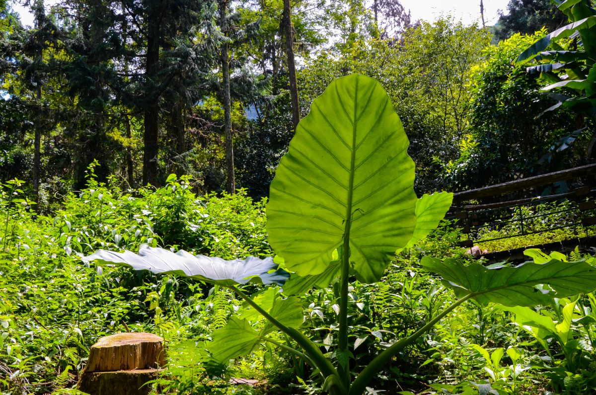 Alocasia Odora