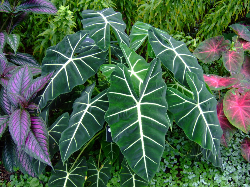 Alocasia Varieties