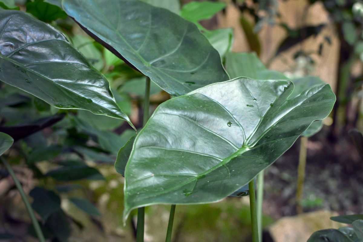 Alocasia Wentii