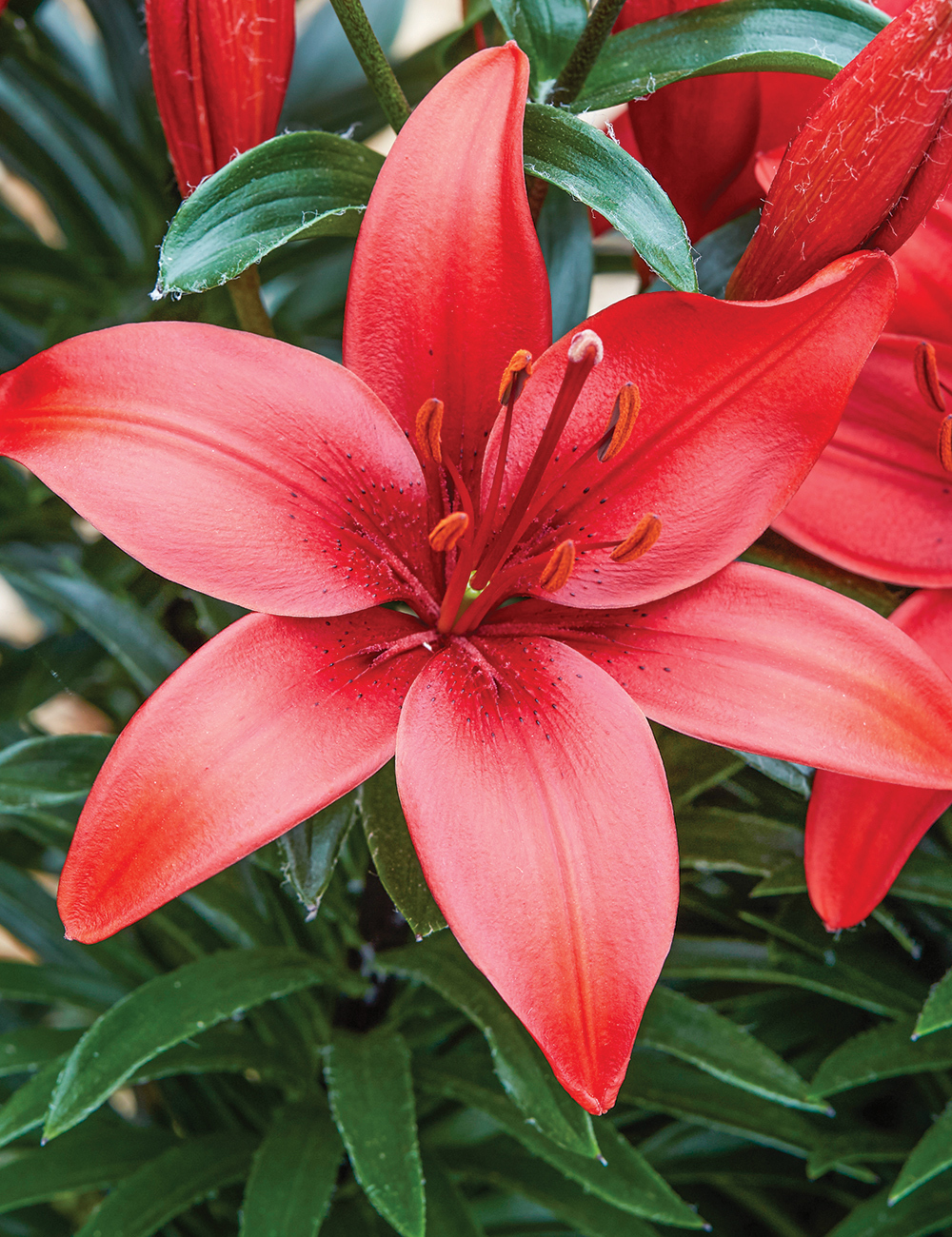 Asiatic Lily Care