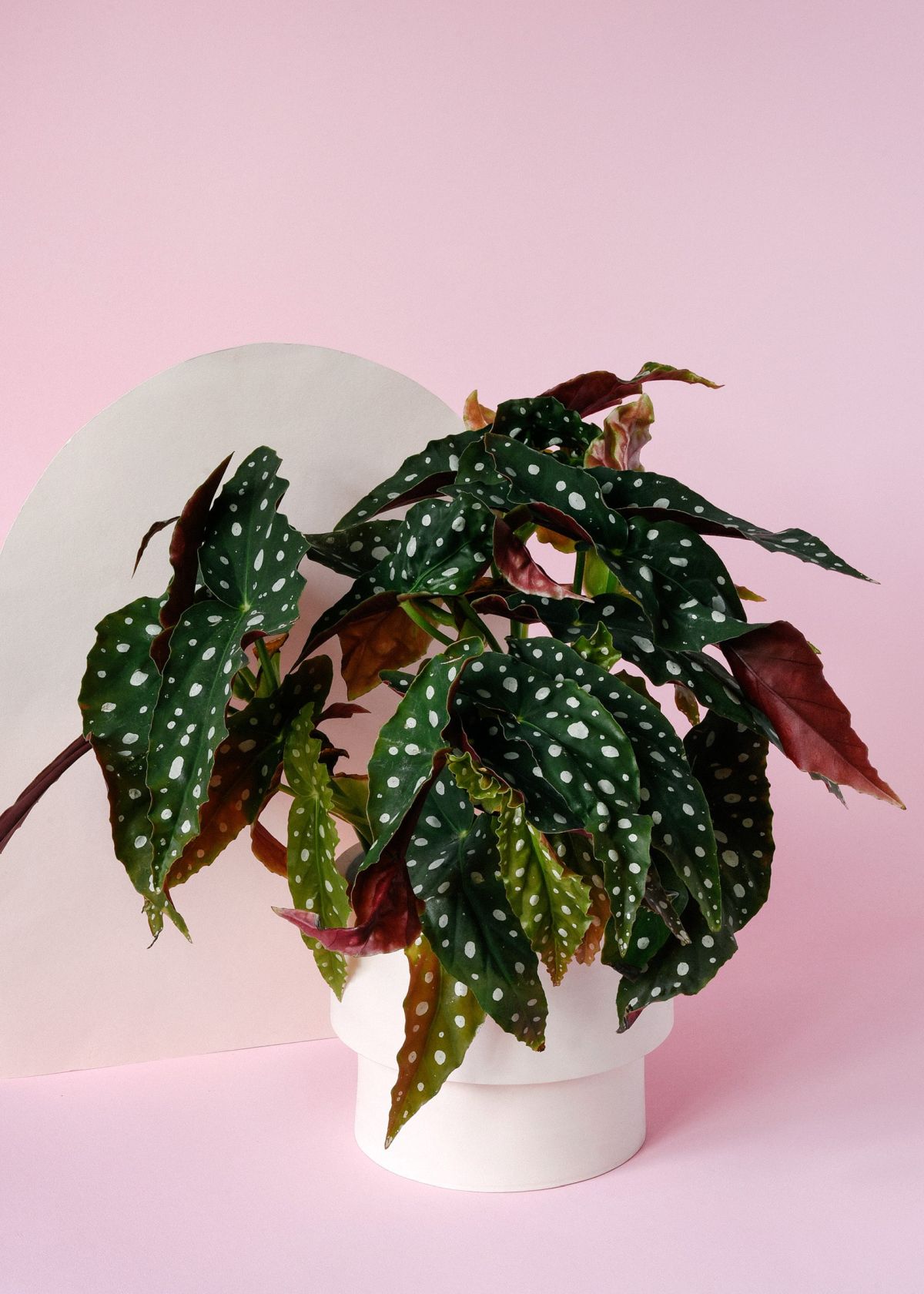 Begonia Maculata