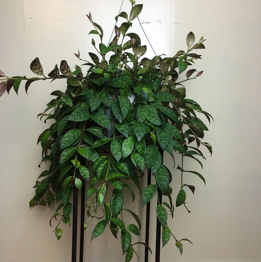 Black Pagoda Lipstick Plant