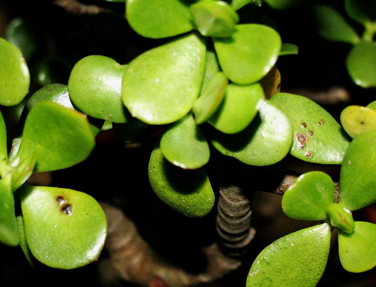 Black Spots on Jade Plant