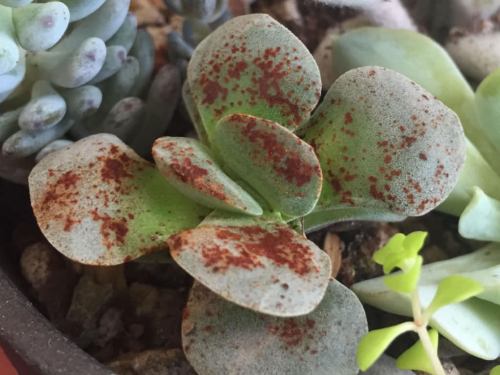 Brown Spots On The Leaves Of The Succulent Plant