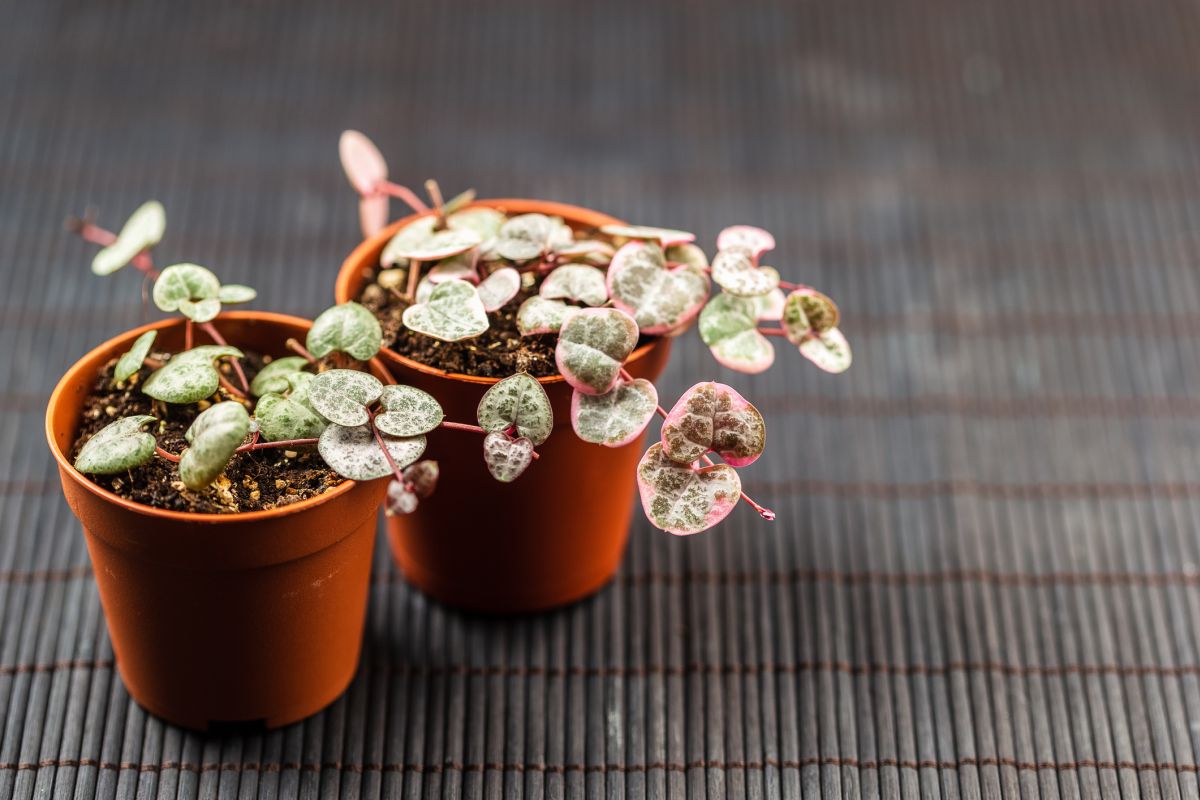 Ceropegia woodii variegata 'Pretty Pink'