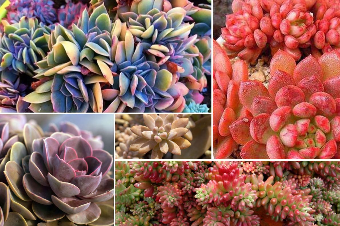 Clear The Air With Pink Succulents