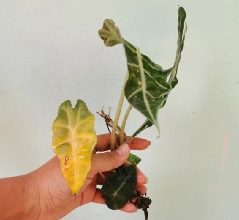 Common Problems with Alocasia Black Velvet