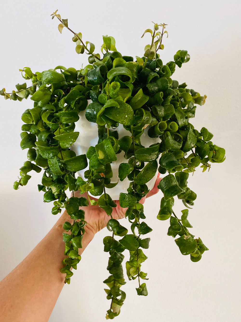 Curly Lipstick Plant