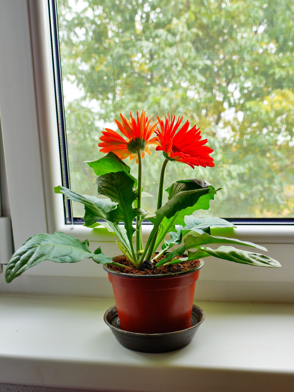 Dividing Gerbera Daisies