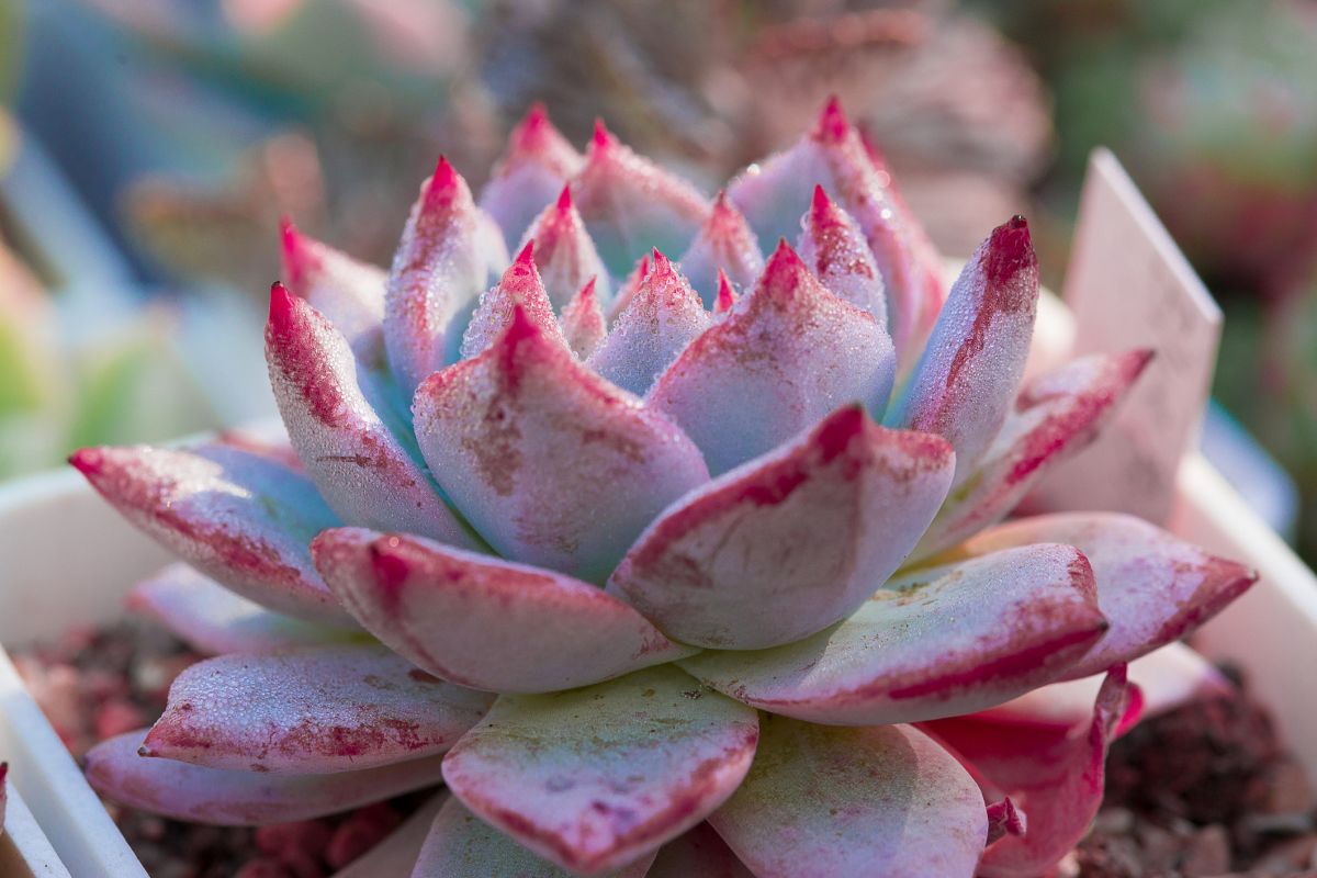 Echeveria 'Pink Blue Bird'