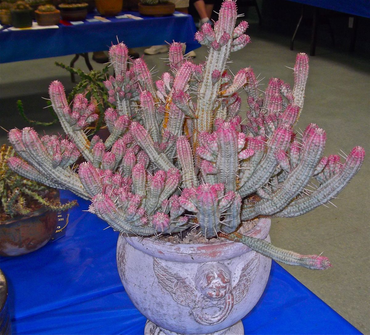 Euphorbia mammillaris