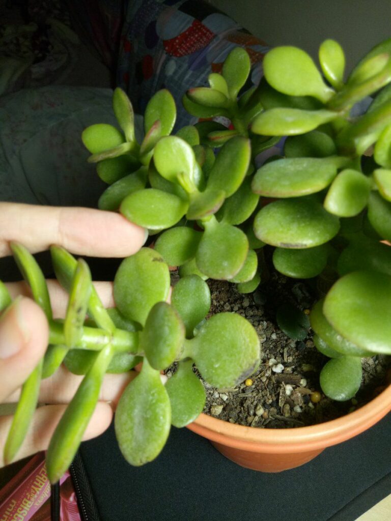 Black Spots on Jade Plant
