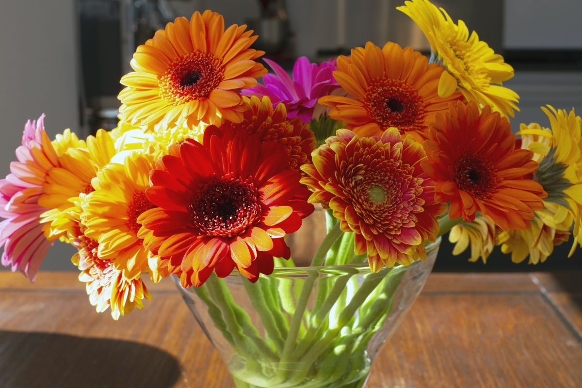 orange daisy flower