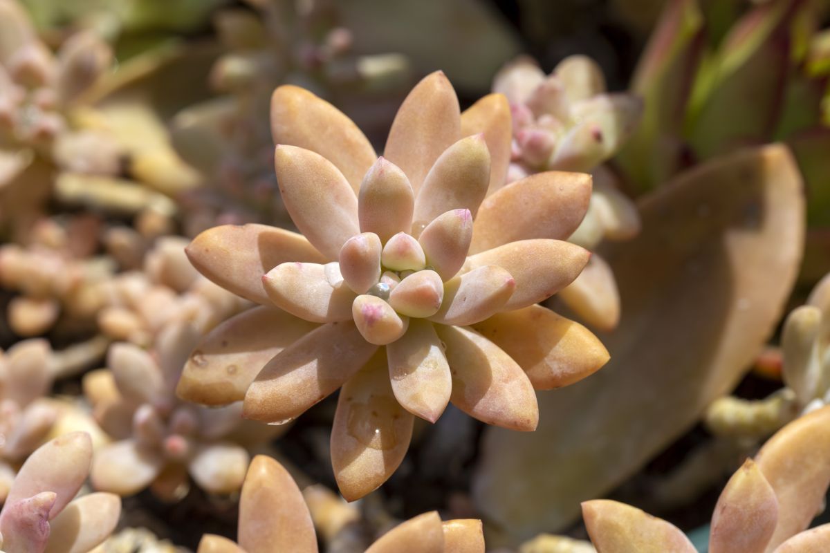 Graptopetalum paraguayense