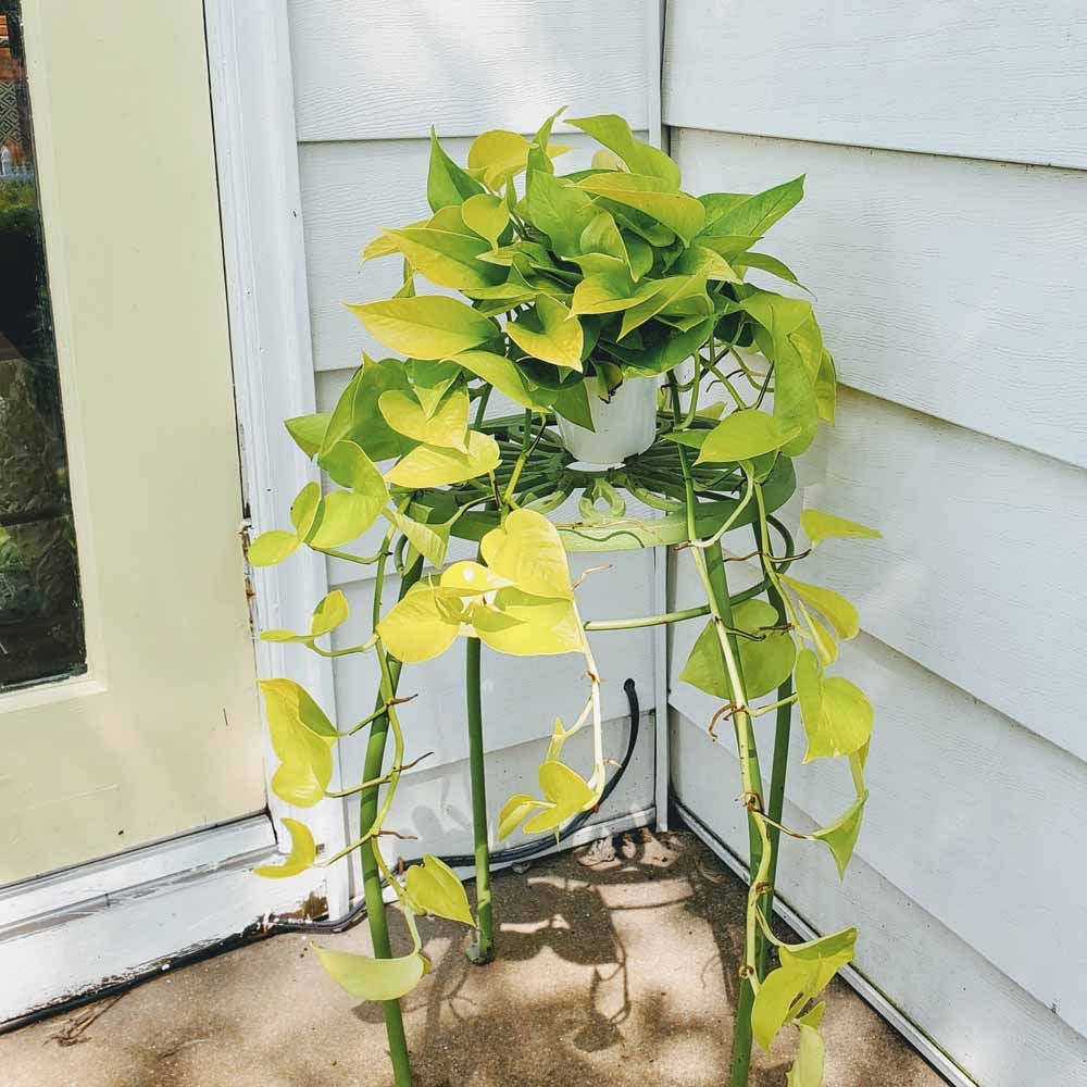 Neon Pothos Care