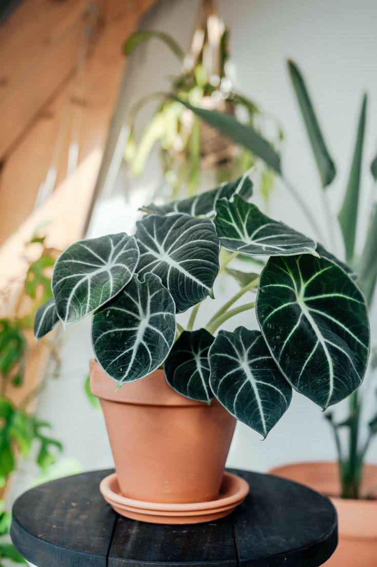 How Often Should You Water Alocasia Black Velvet Plants