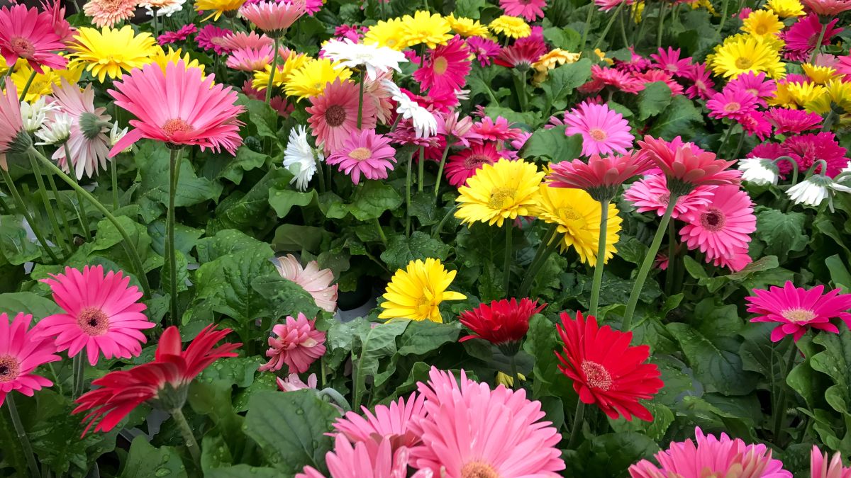 How to Care For a Gerbera Daisy