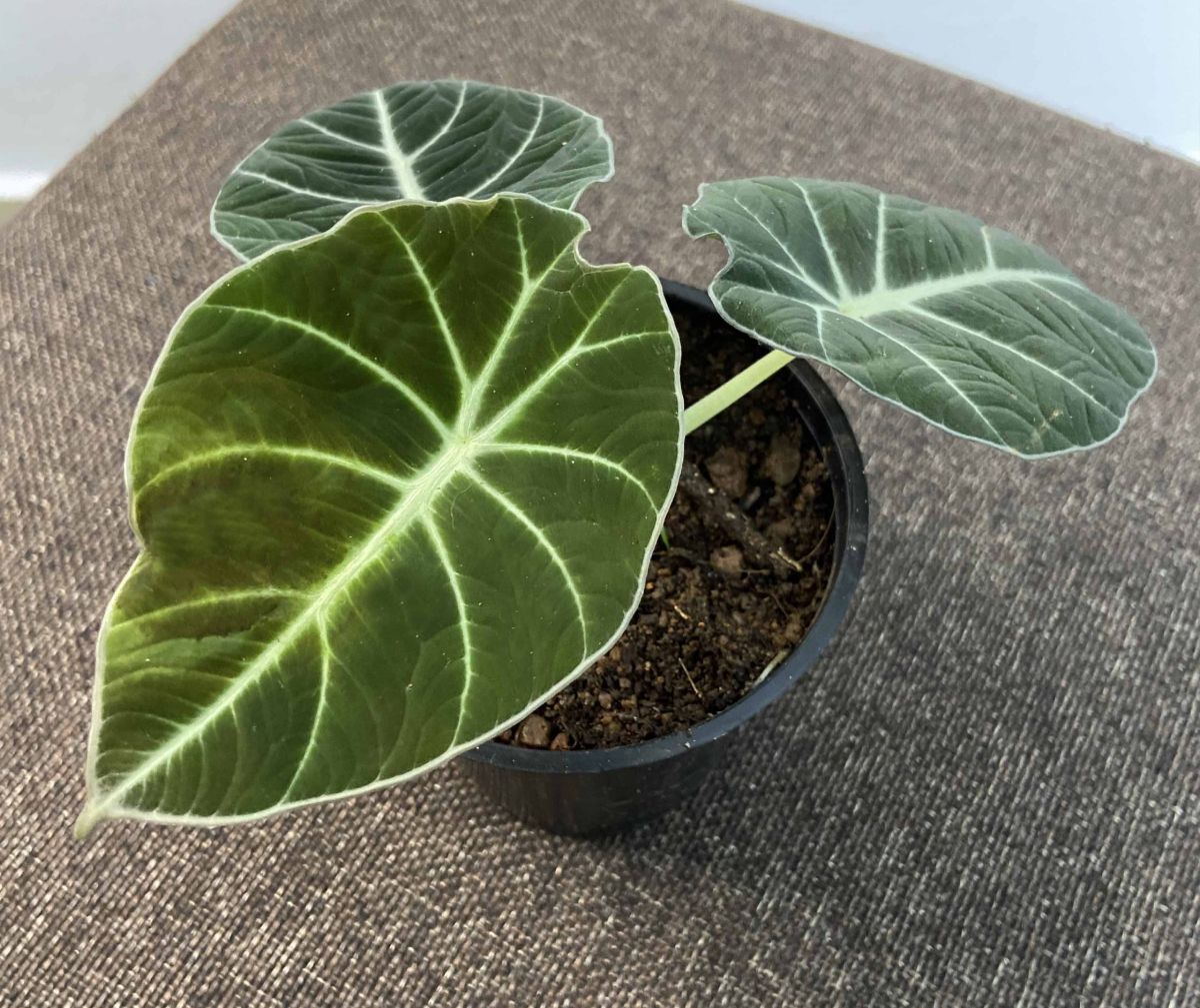 How to Care for the Alocasia Black Velvet