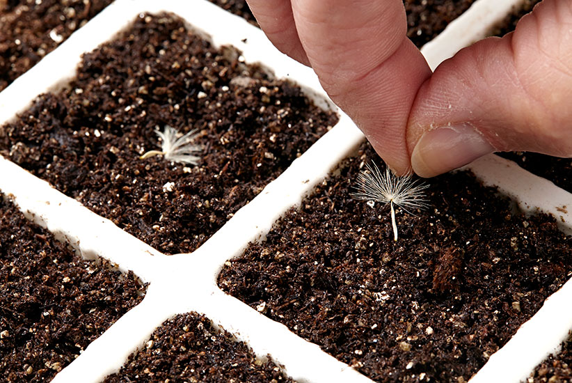 How to Grow Gerbera Daisies From Seed