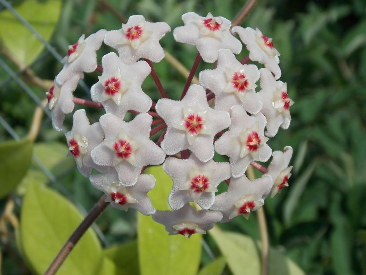 Hoya Carnosa Appearance