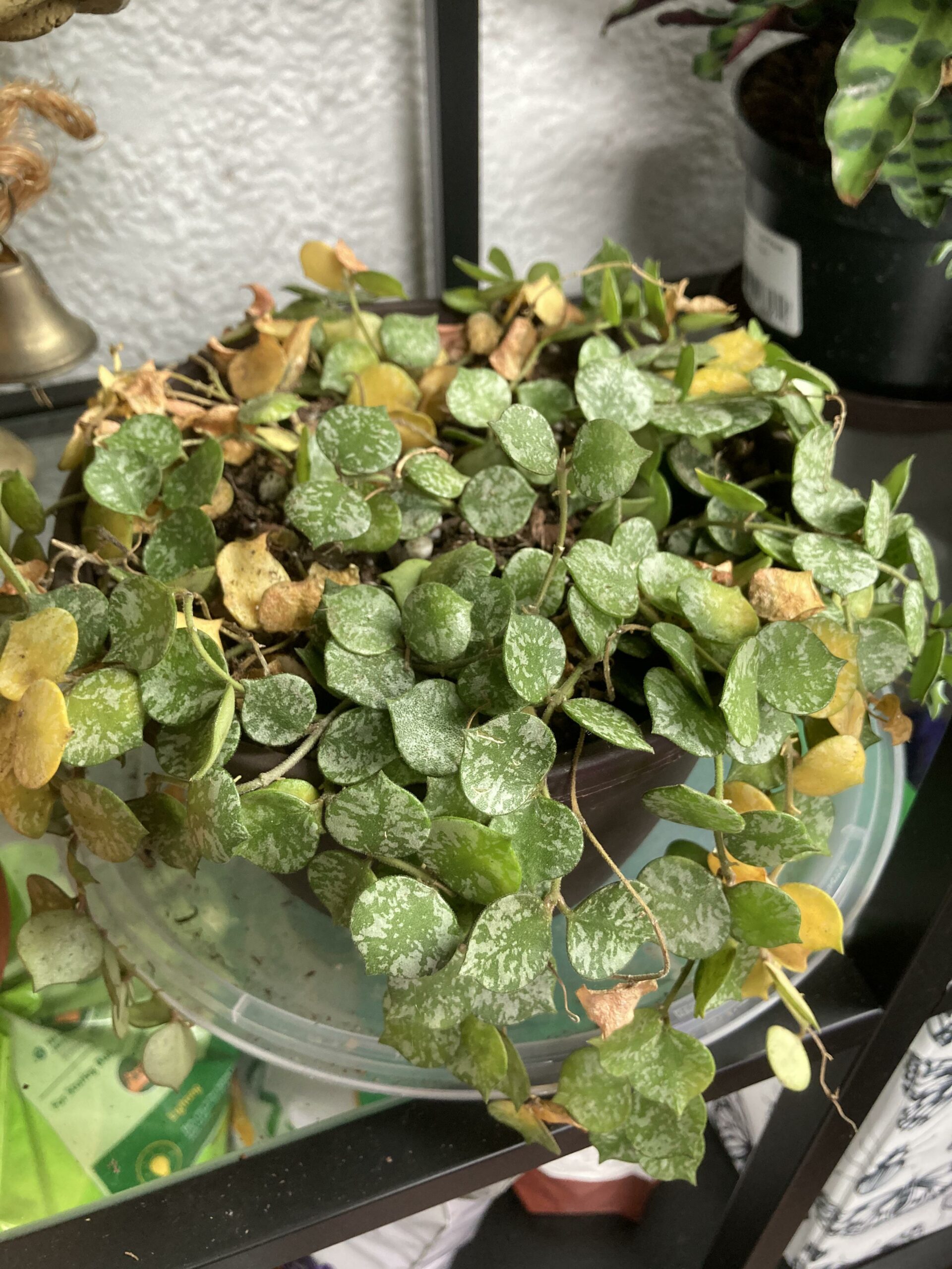 Hoya Curtisii - Houseplant Central