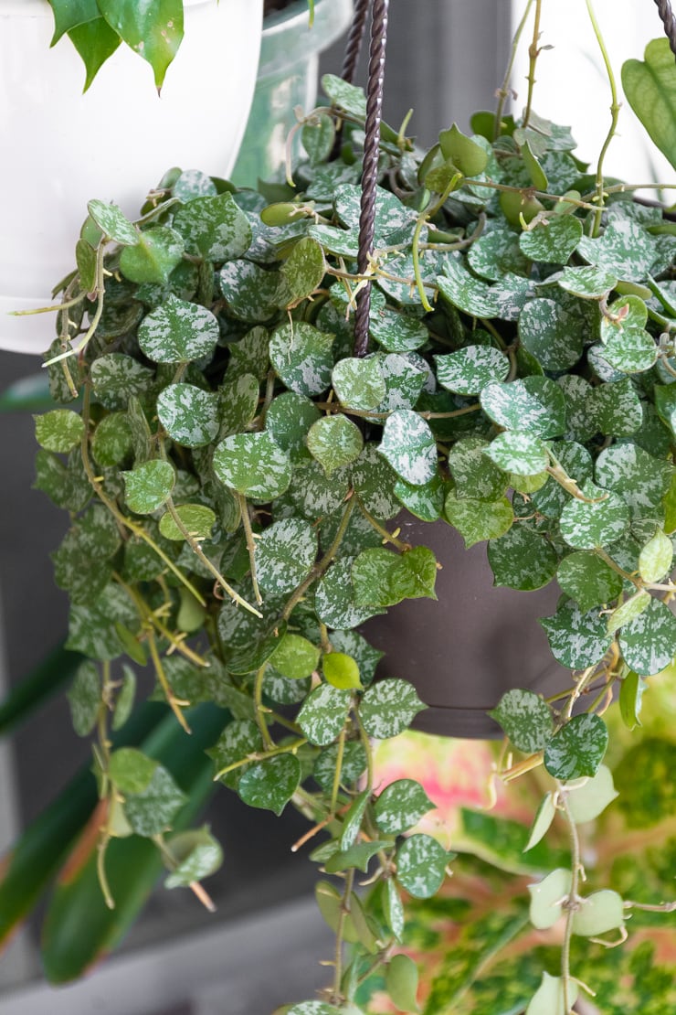 Hoya Curtisii