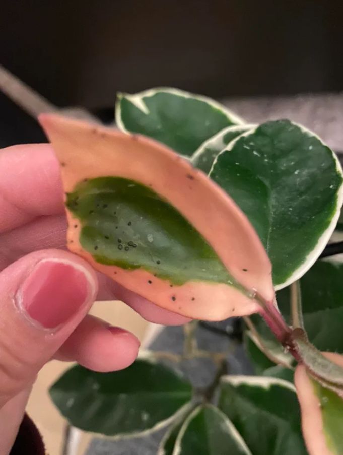 Hoya Krimson Queen Pests and Disease