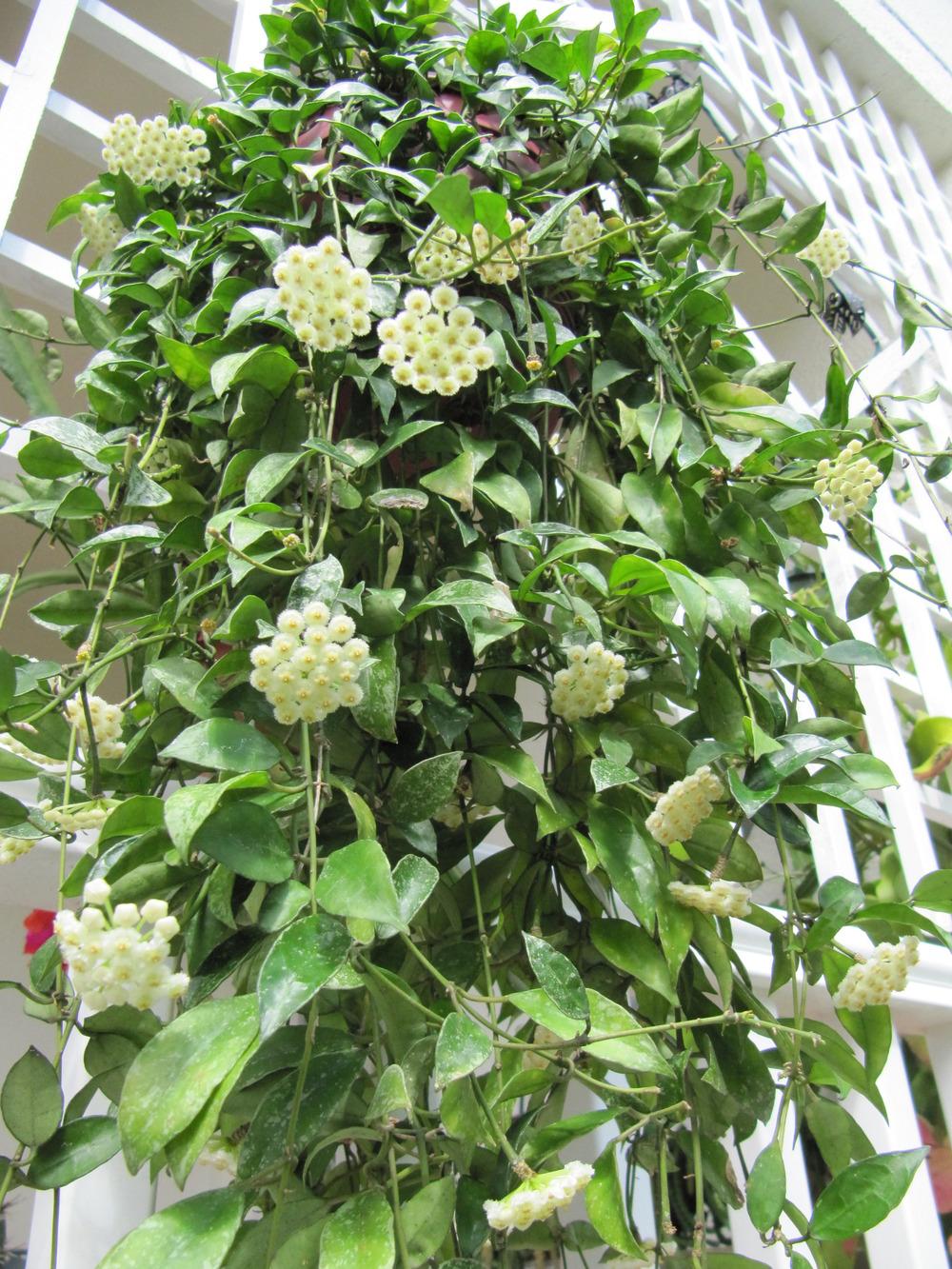 Hoya Lacunosa Light Requirements