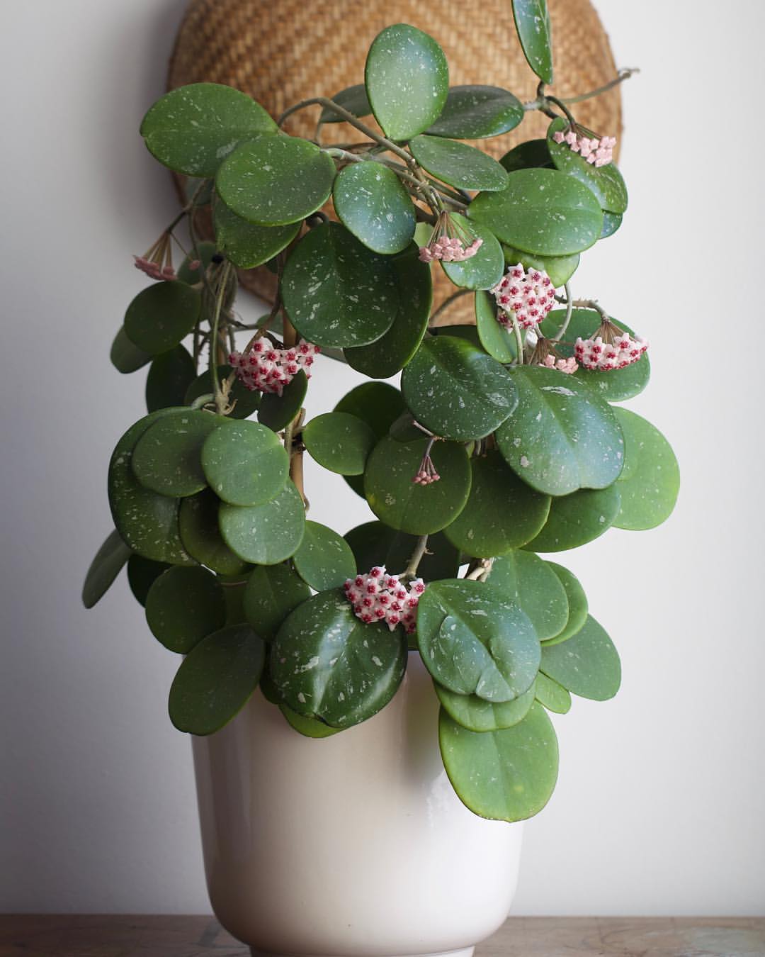 Hoya Obovata