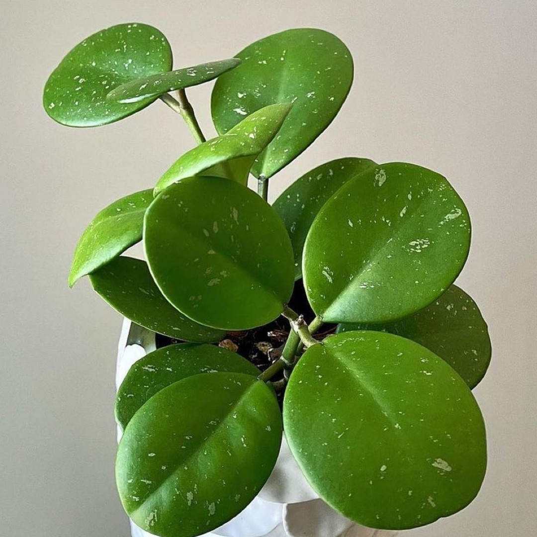 Hoya Obovata Appearance