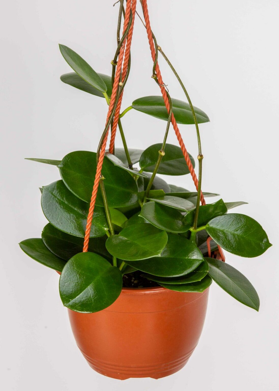 Types of Hoya Plant Varieties to Grow Indoors