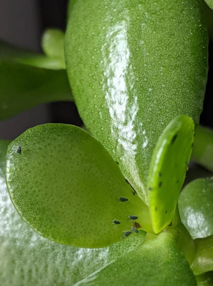 Jade Plant Problems - What To Do For Black Spots On Jade Plant Leaves