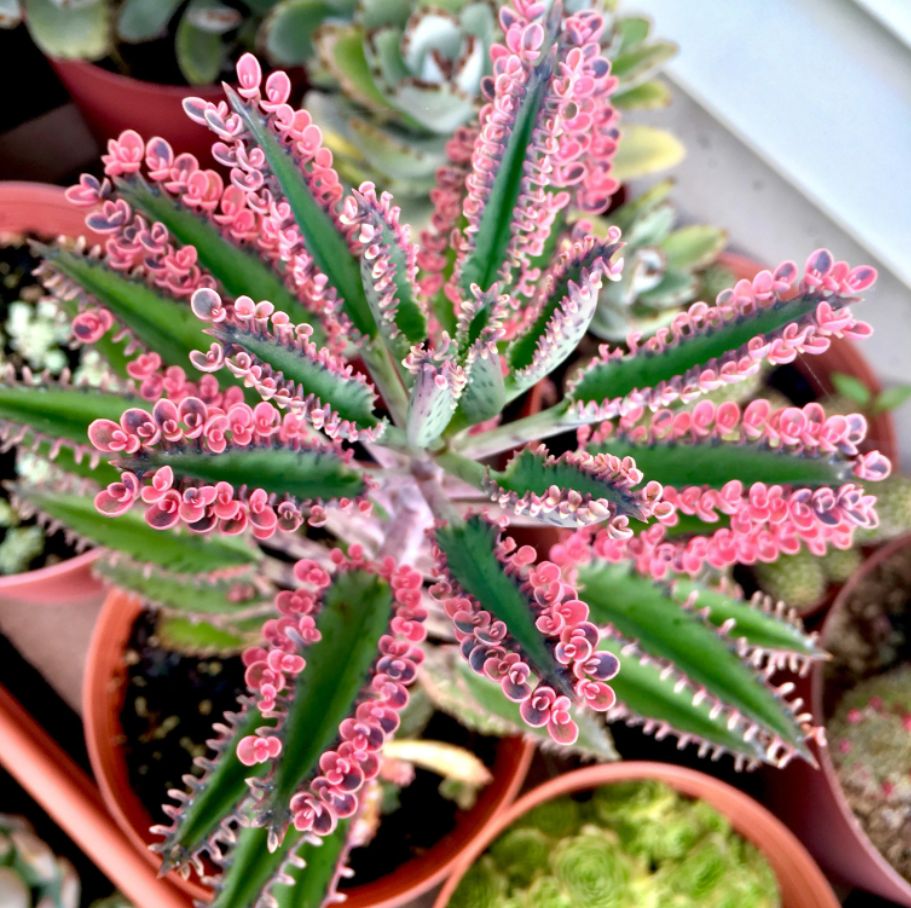 Kalanchoe 'Pink Butterflies'